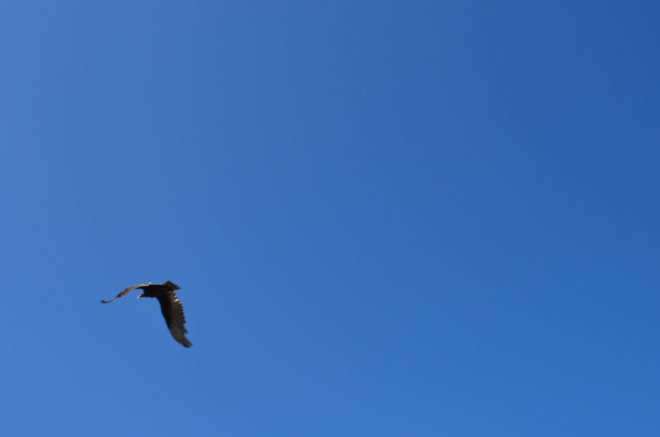 Bird in the Sky at Montaña de Oro State Park