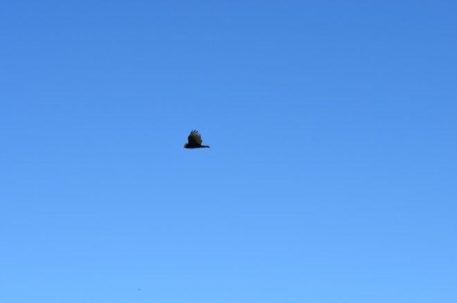 Bird gliding thru the sky at Montaña de Oro State Park