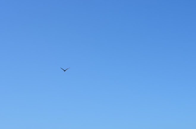 Bird in the sky at Montaña de Oro State Park